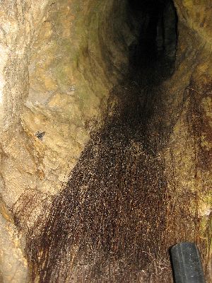 Princess Margaret Rose Cave - Original Access Hole