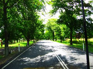 Tenterfield - Northern Entrance - Beautiful trees